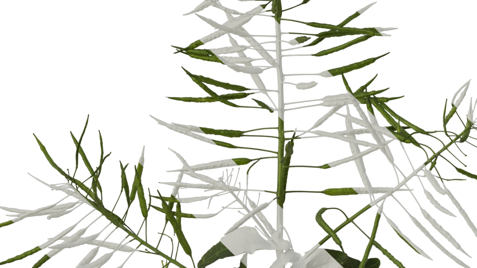 Anydrafts Brassica napus Atlas 10 Texture_3