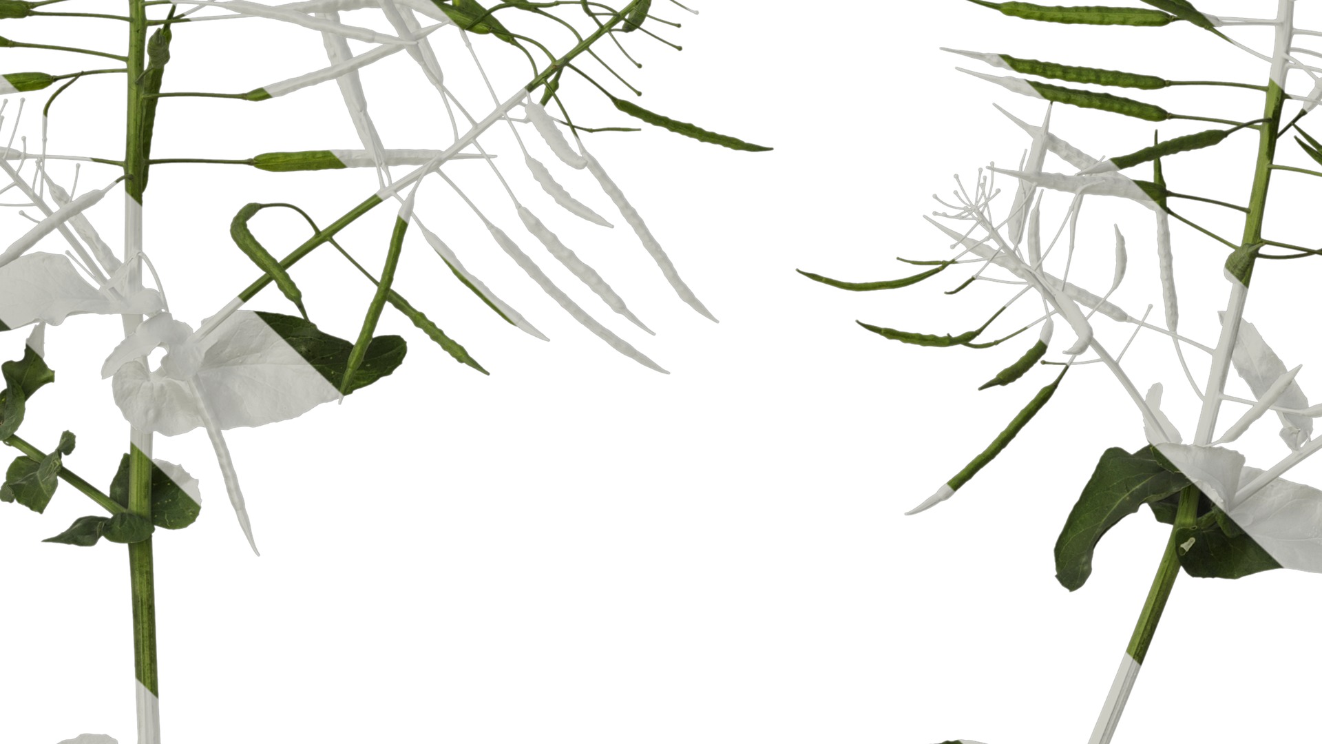 Anydrafts Brassica napus Atlas 10 Texture_7