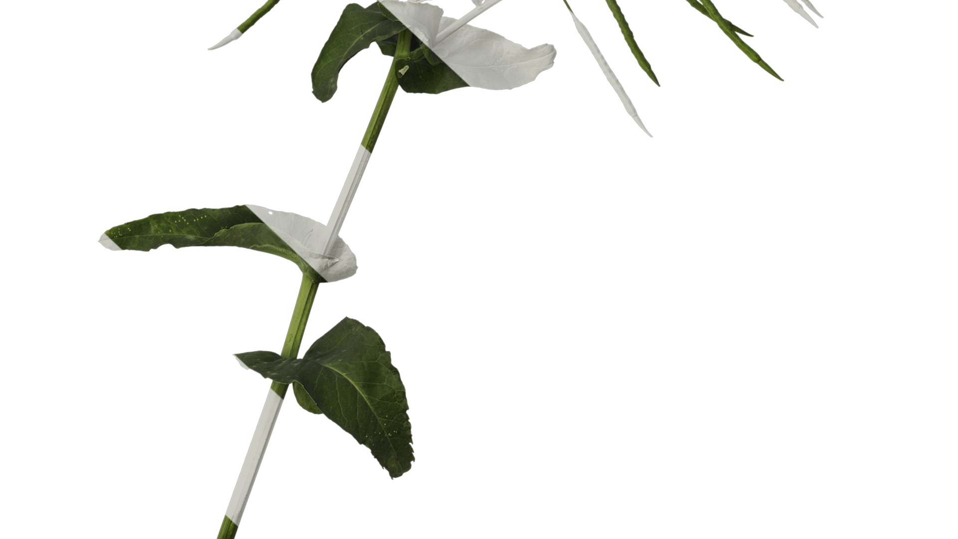 Anydrafts Brassica napus Atlas 10 Texture_6