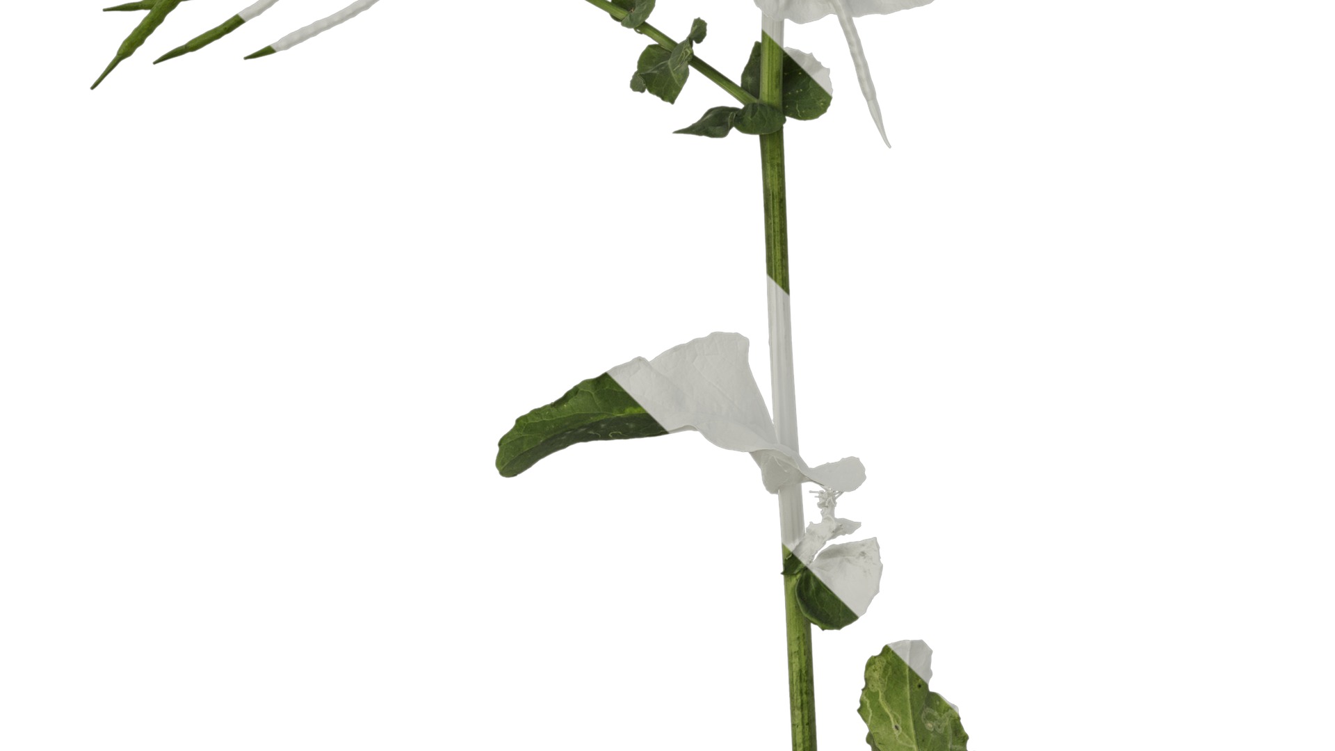 Anydrafts Brassica napus Atlas 10 Texture_5