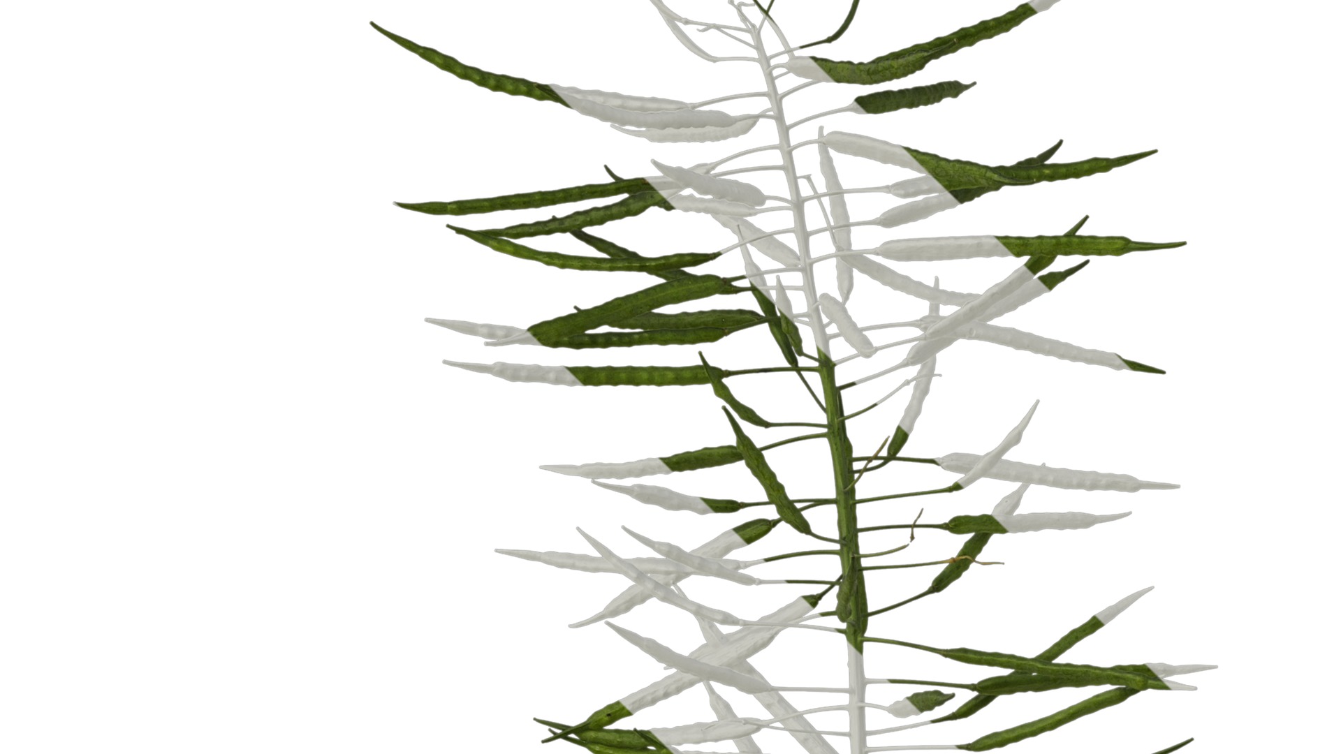 Anydrafts Brassica napus Atlas 10 Texture_1