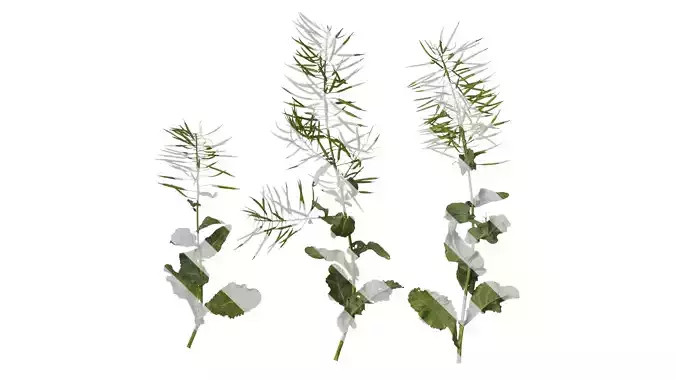 Anydrafts Brassica napus Atlas 11