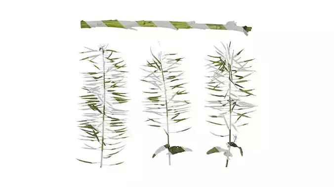 Anydrafts Brassica napus Atlas 12