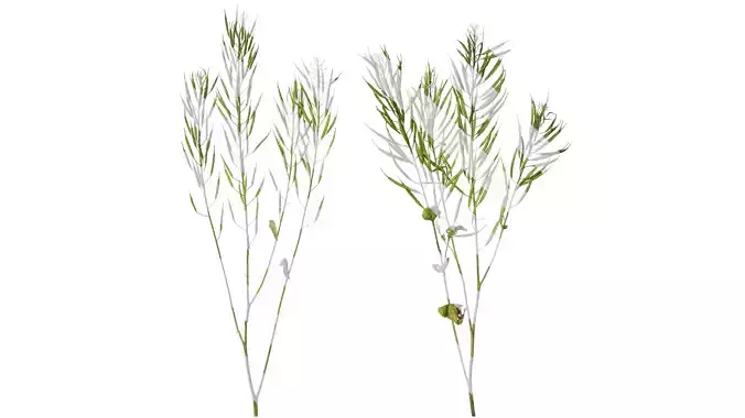 Anydrafts Brassica napus Atlas 13