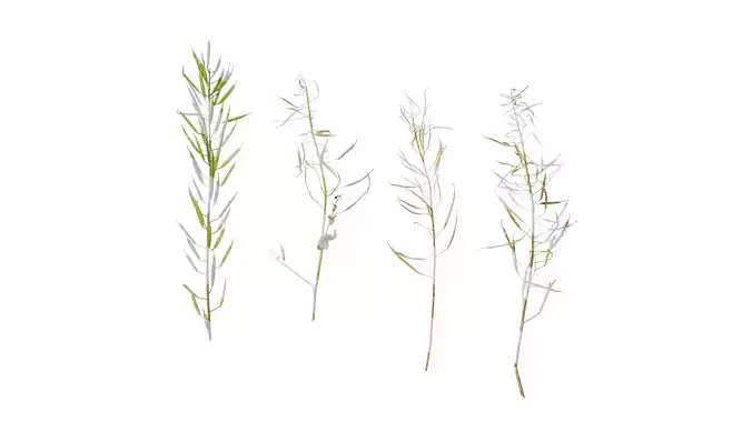 Anydrafts Brassica napus Atlas 14