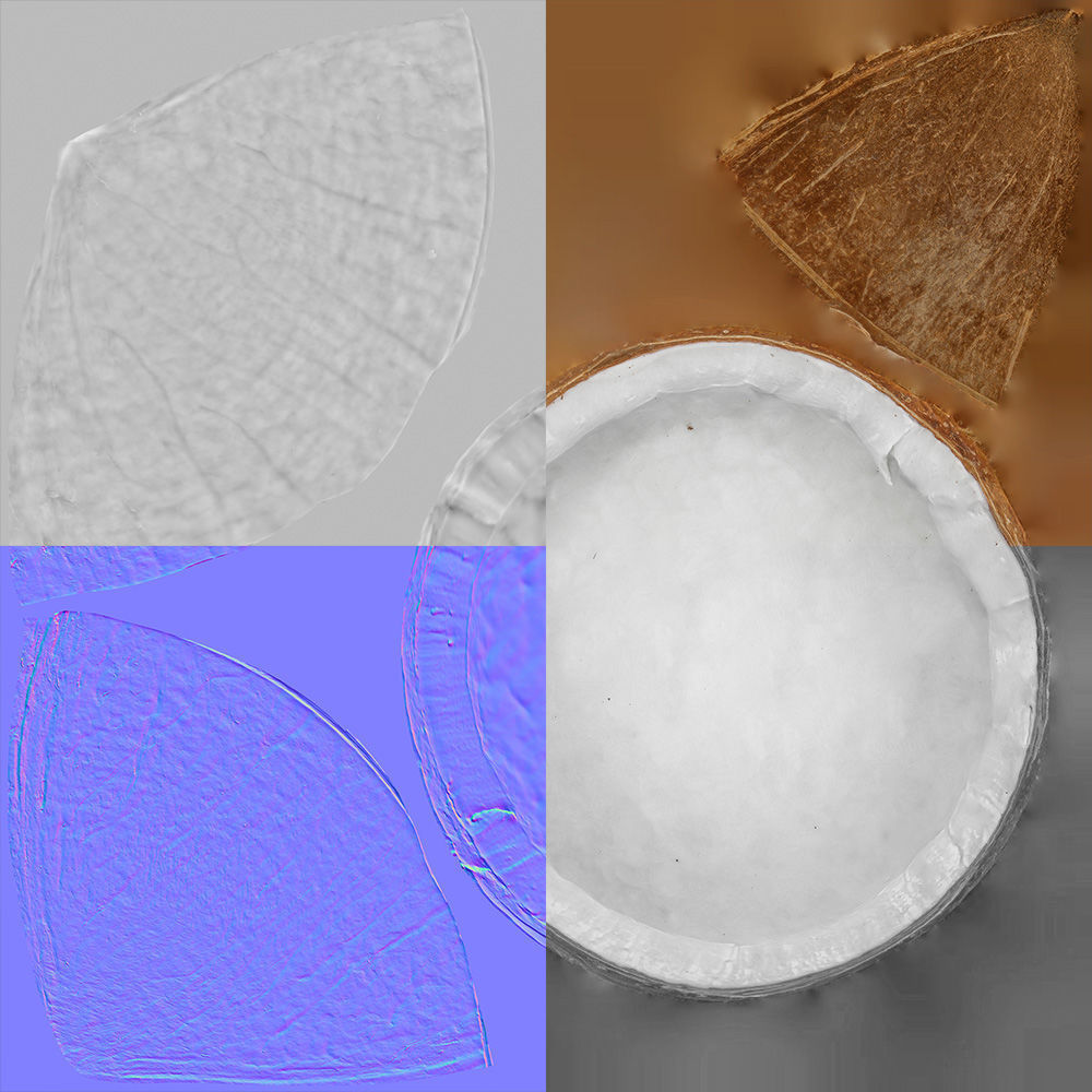 Coconut 3D model_8