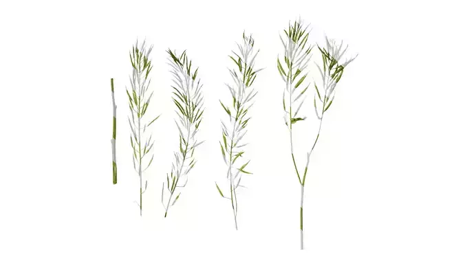 Anydrafts Brassica napus Atlas 15