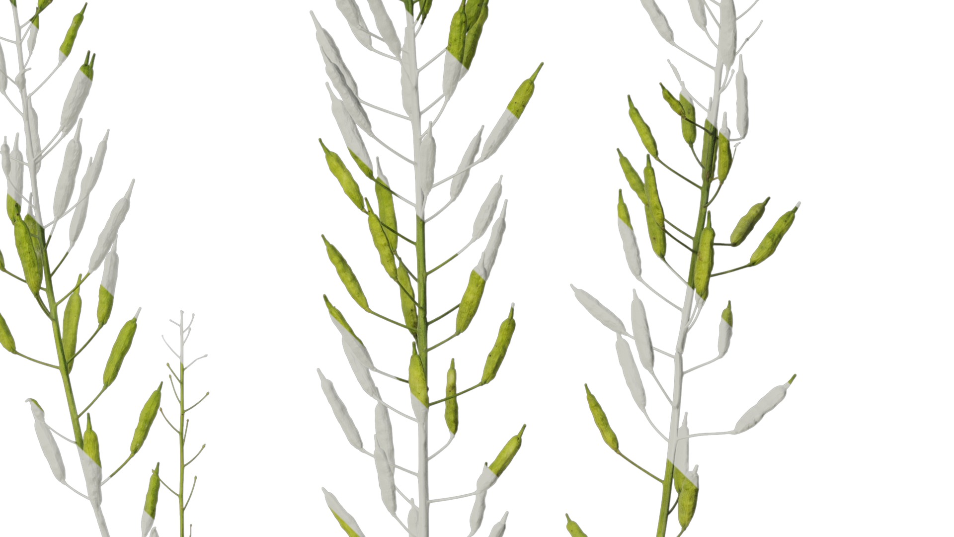 Anydrafts Brassica napus Atlas 16 Texture_4