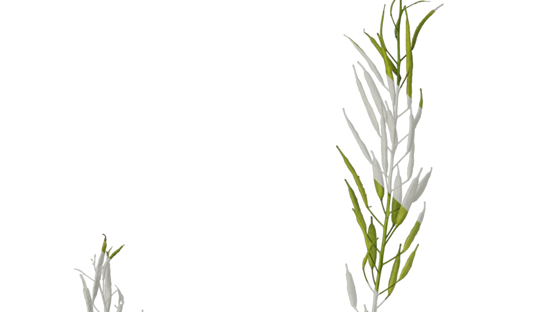 Anydrafts Brassica napus Atlas 16 Texture_1