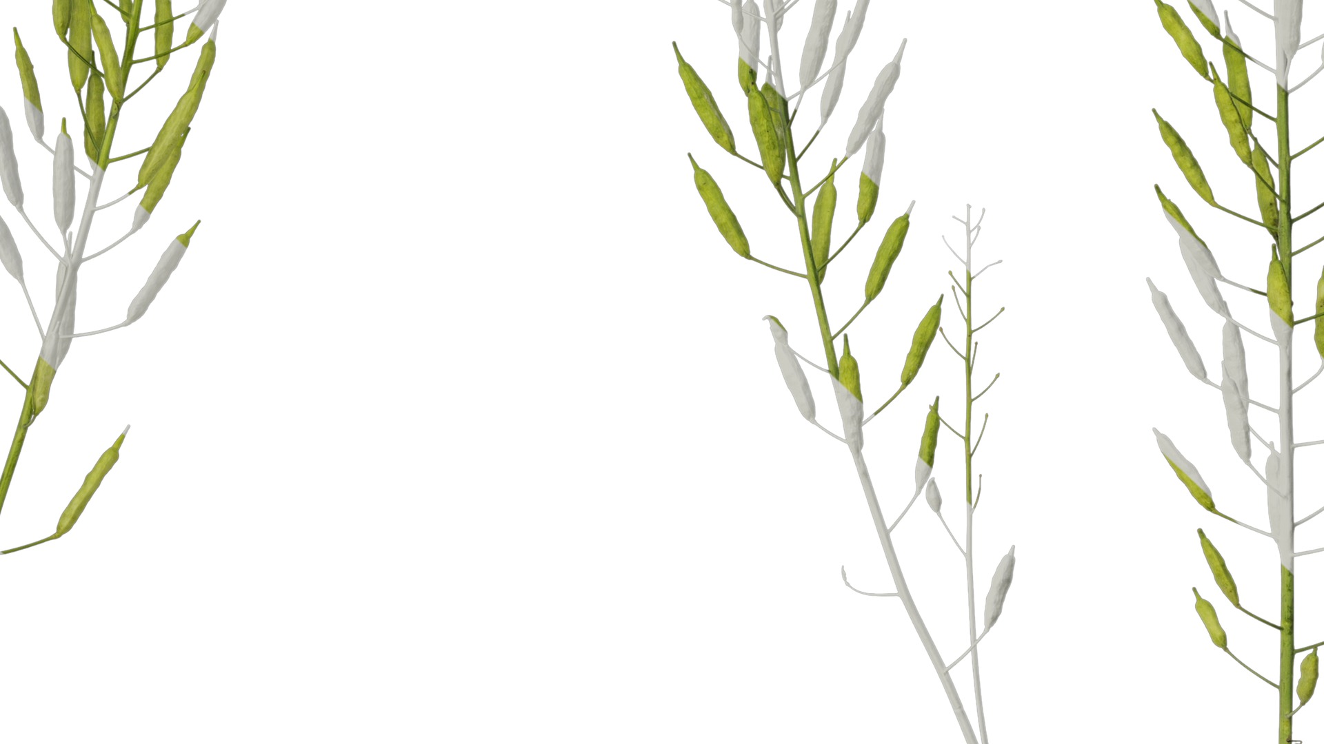 Anydrafts Brassica napus Atlas 16 Texture_7