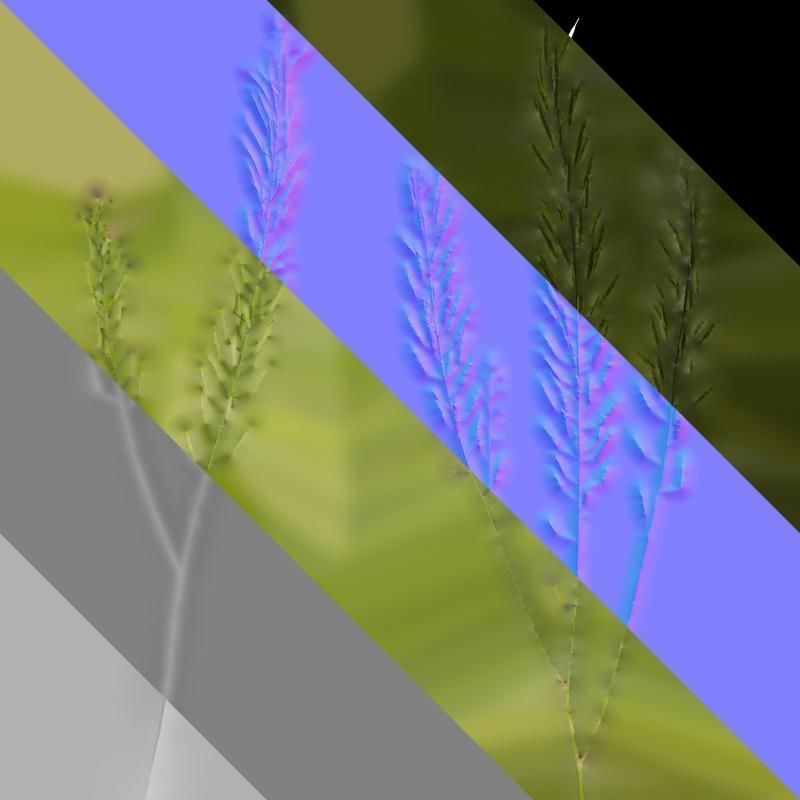 Anydrafts Brassica napus Atlas 16 Texture_8