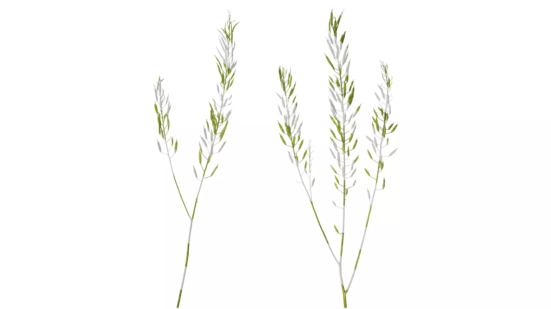 Anydrafts Brassica napus Atlas 16 Texture_0