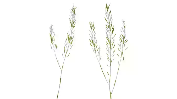 Anydrafts Brassica napus Atlas 16