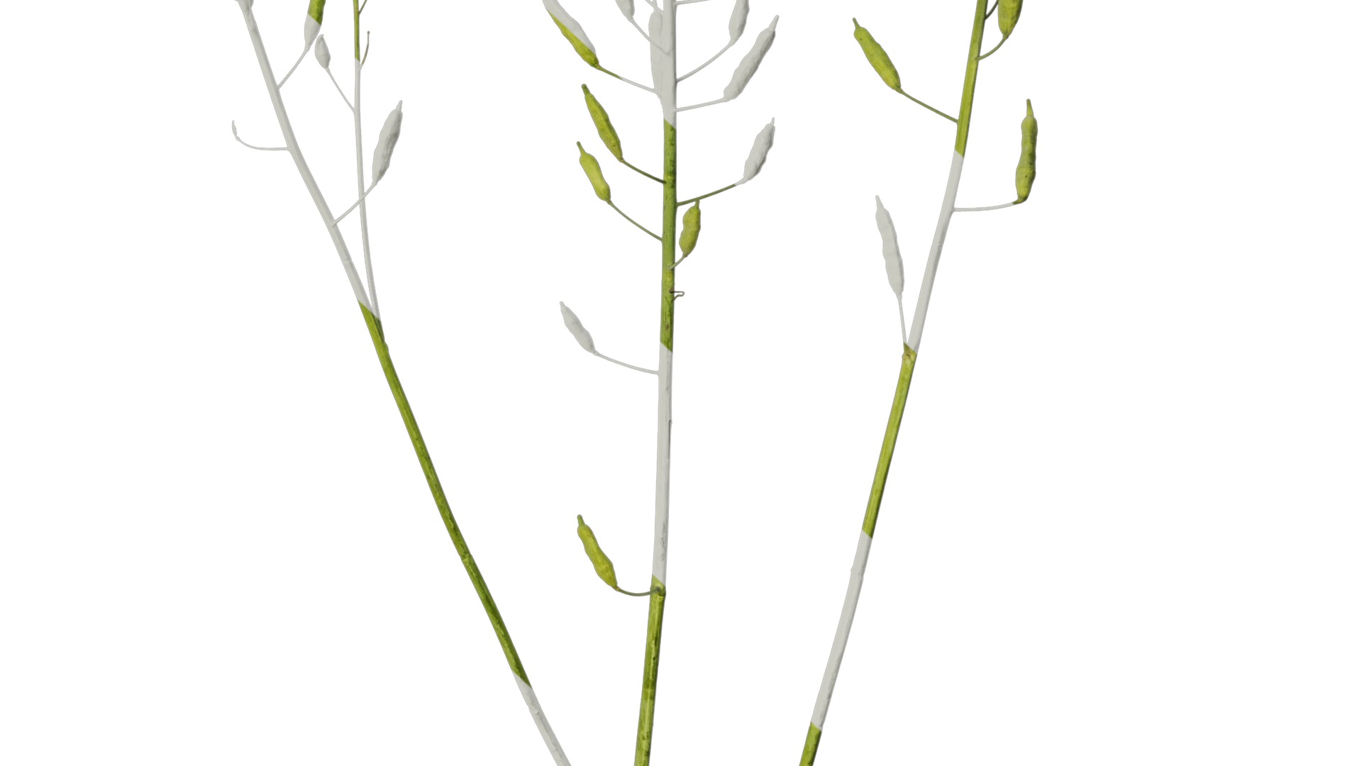 Anydrafts Brassica napus Atlas 16 Texture_6