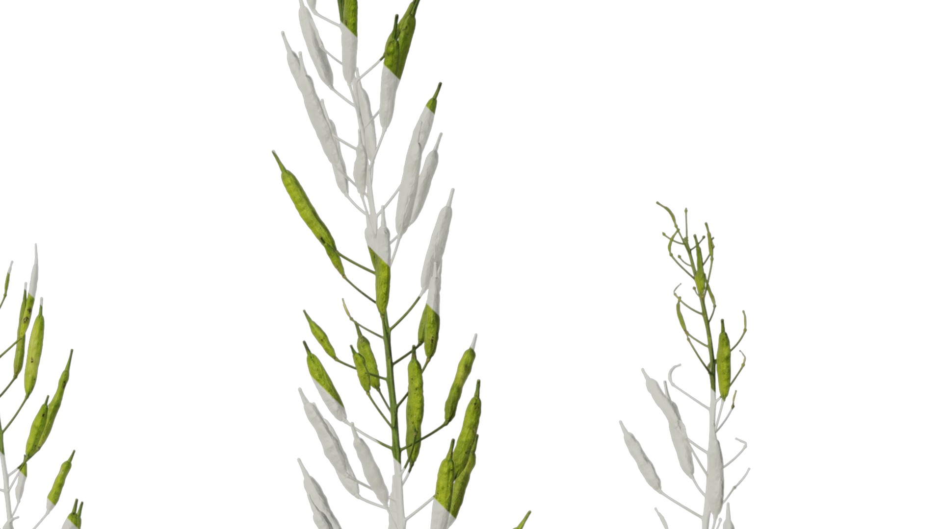 Anydrafts Brassica napus Atlas 16 Texture_2