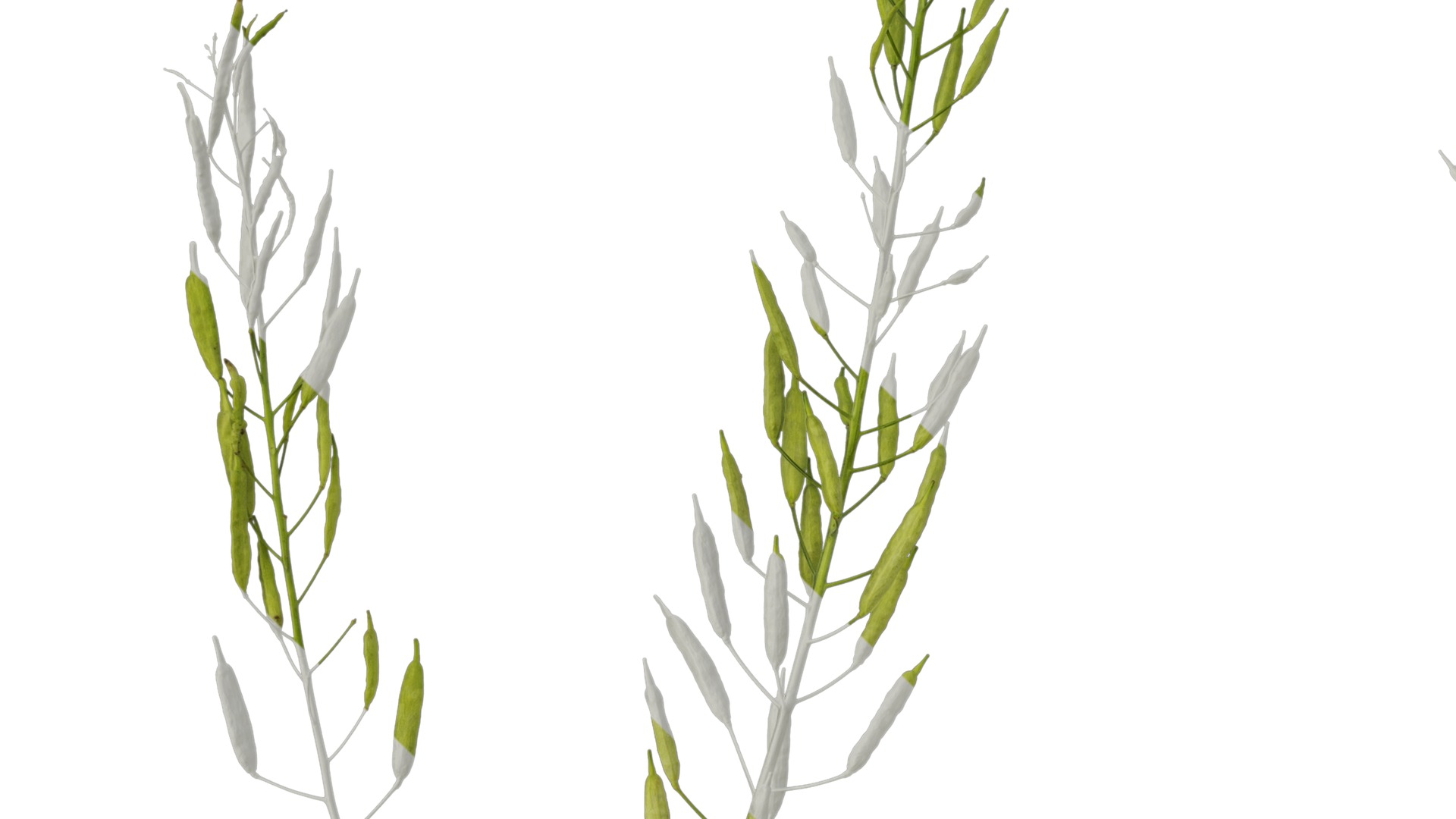 Anydrafts Brassica napus Atlas 16 Texture_3