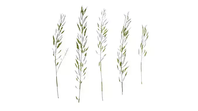 Anydrafts Brassica napus Atlas 17