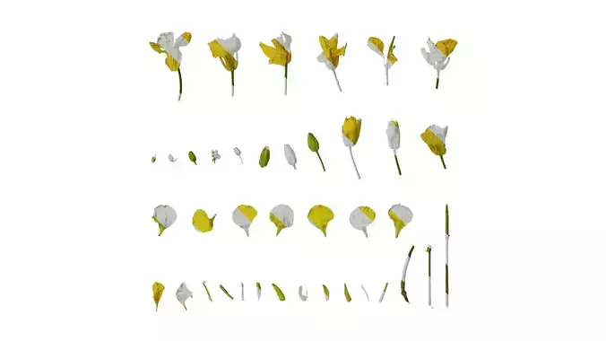 Anydrafts Brassica napus Flower 01