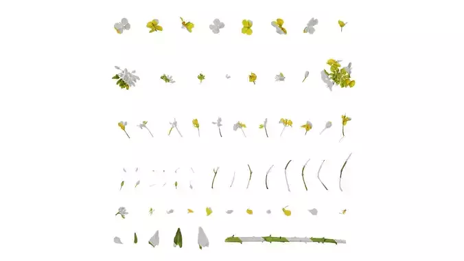 Anydrafts Brassica napus Flower 03