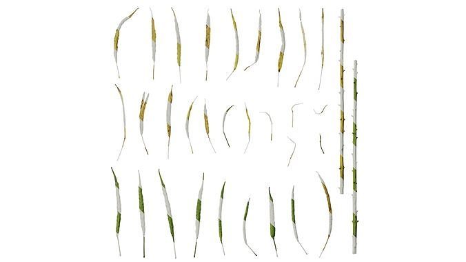 Anydrafts Brassica napus Fruit 07 Texture
