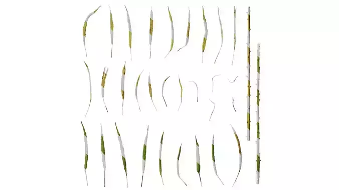 Anydrafts Brassica napus Fruit 07