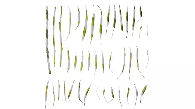 Anydrafts Brassica napus Fruit 08