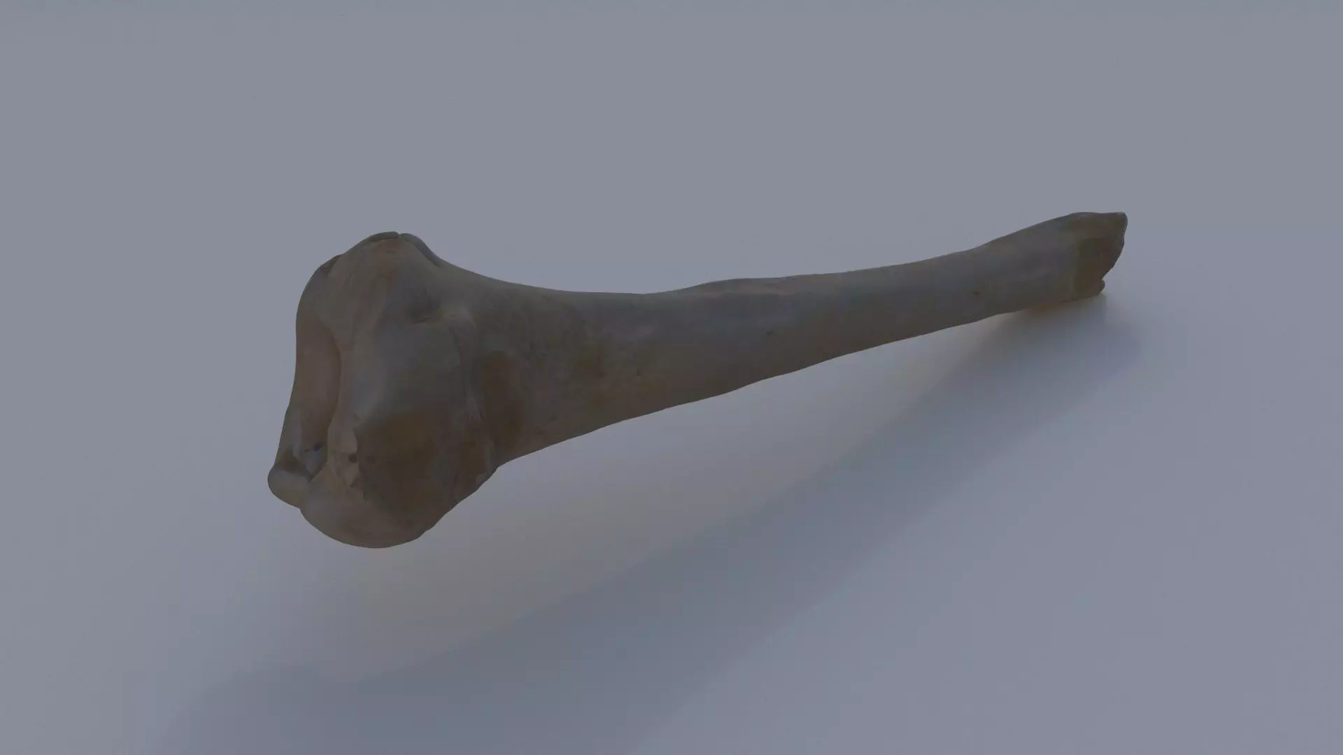 Bone 3D model_0