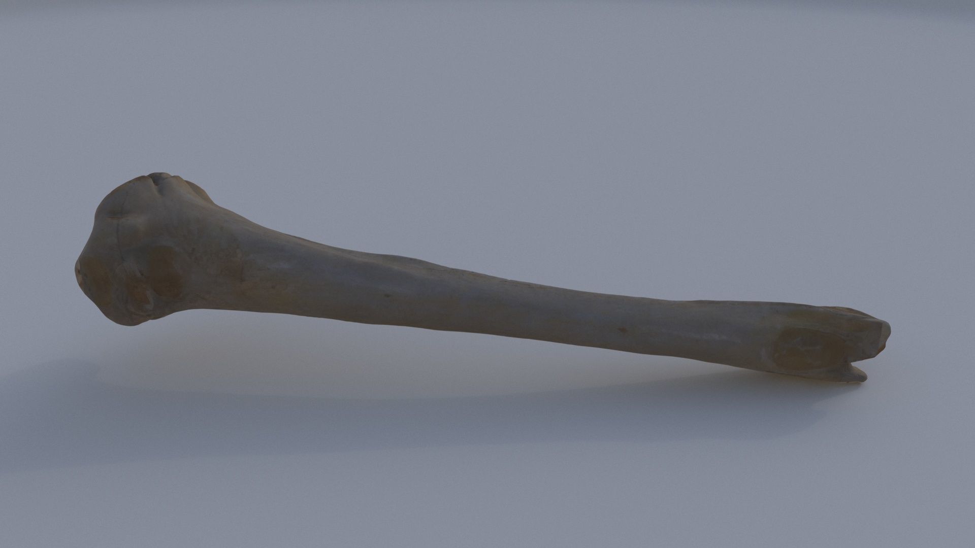 Bone 3D model_1