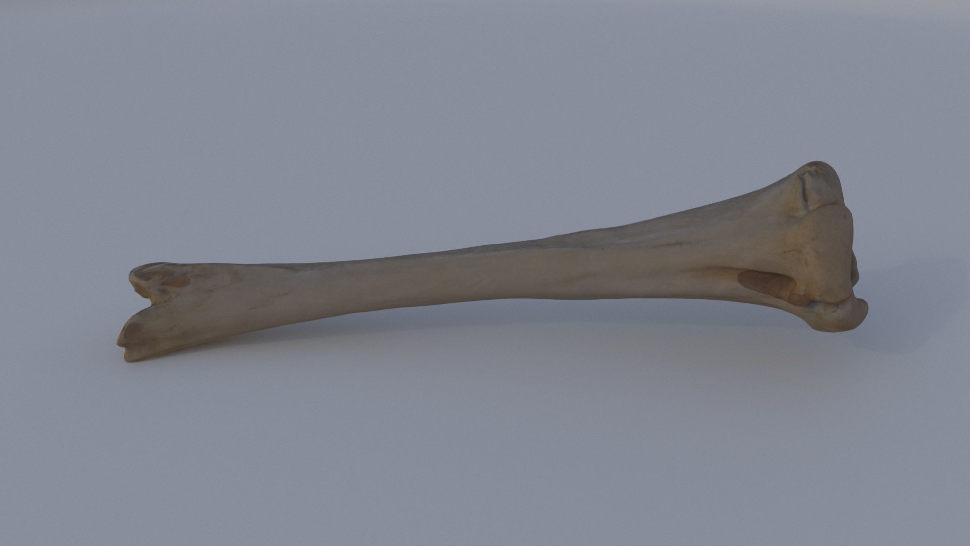 Bone 3D model_4