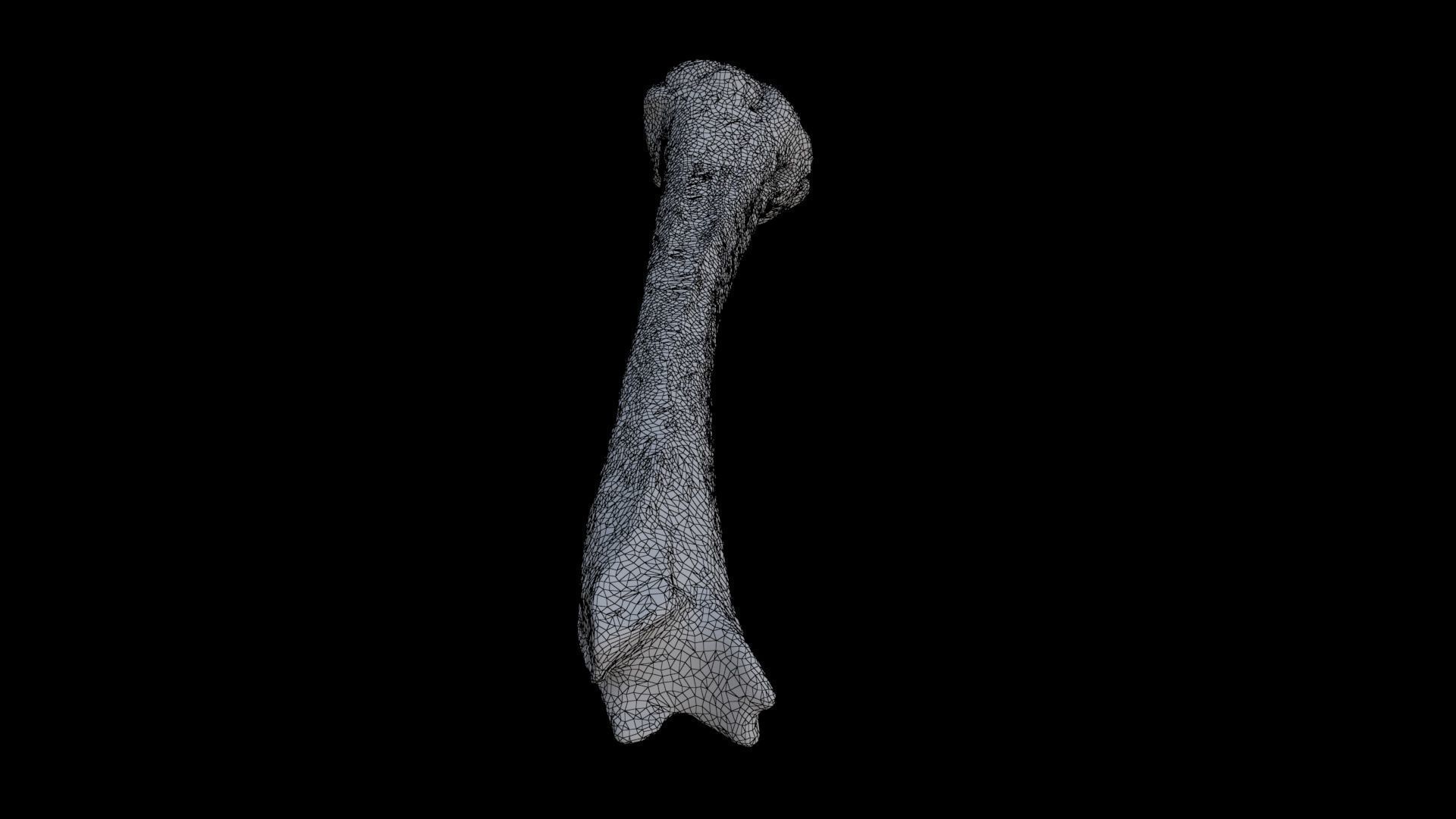 Bone 2 3D model_7