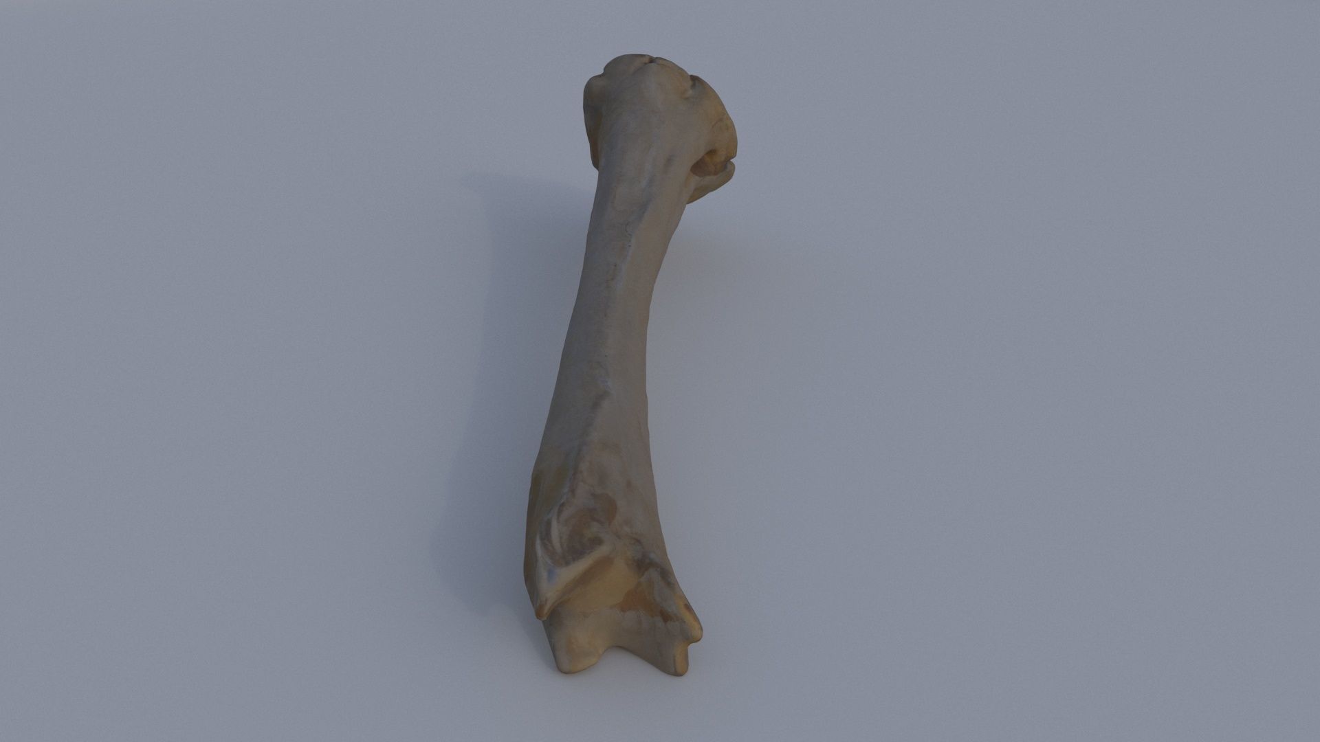Bone 2 3D model_2