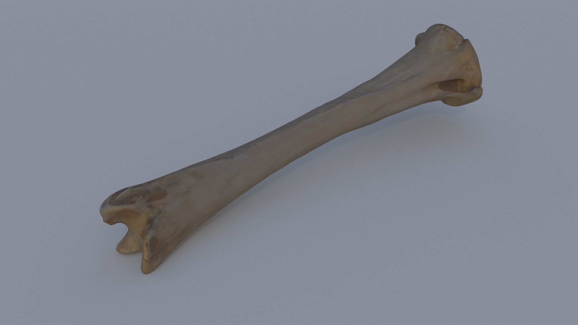 Bone 2 3D model_3