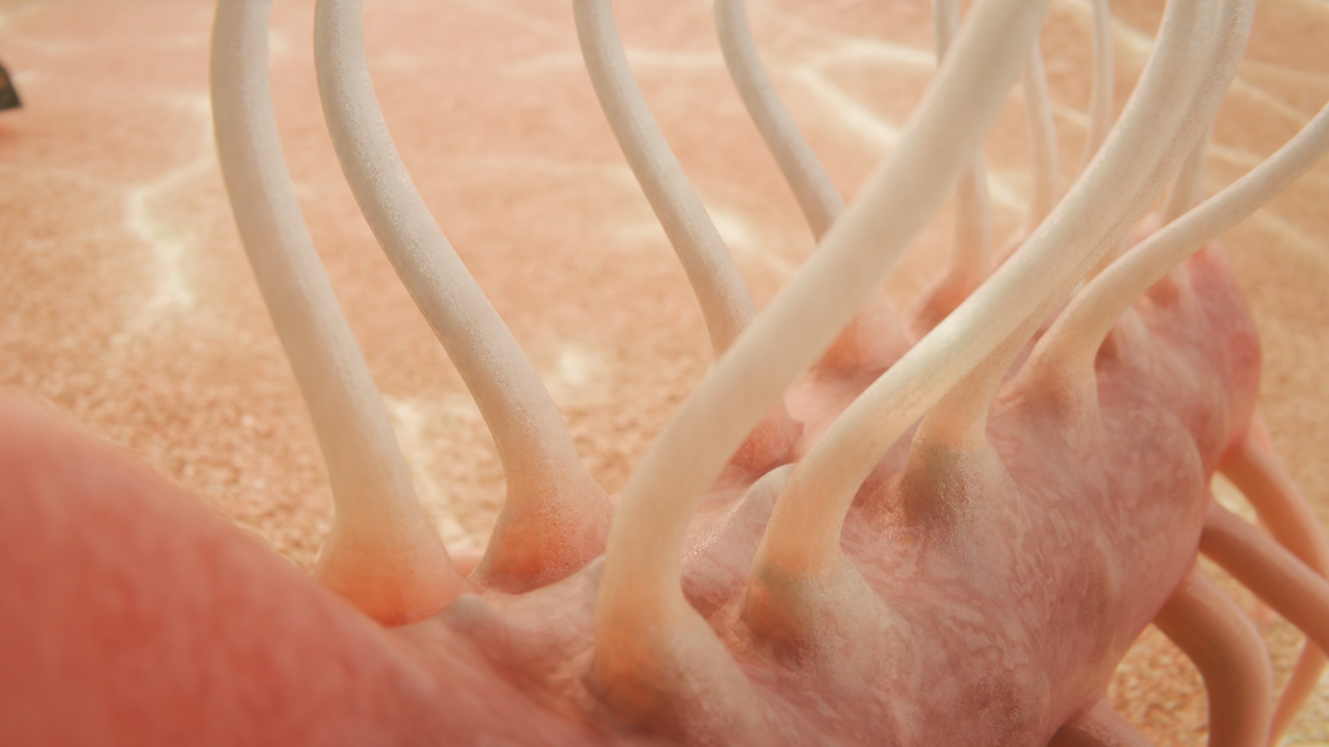 Hallucigenia Low-poly 3D model_4