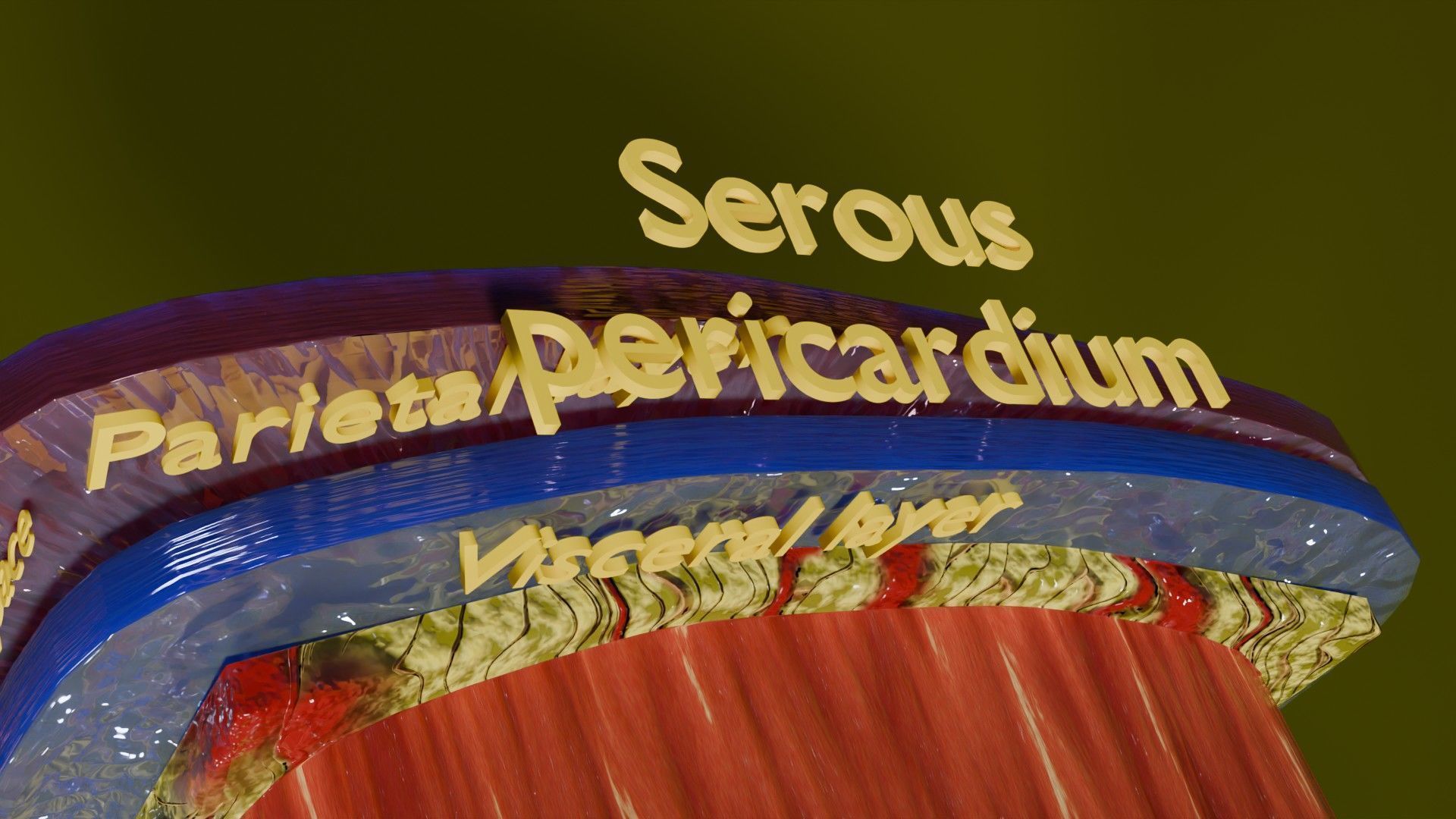 Heart Cardiac Wall Layers Low-poly 3D model_9