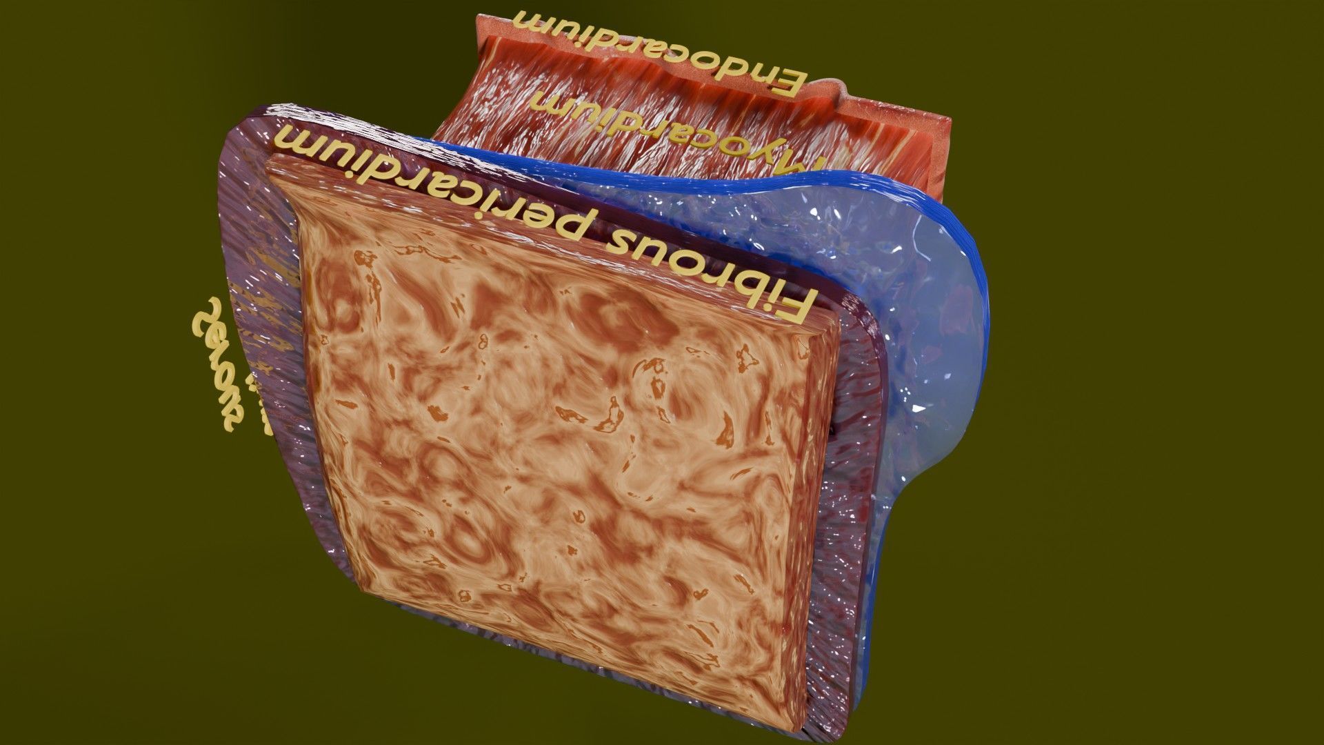 Heart Cardiac Wall Layers Low-poly 3D model_15