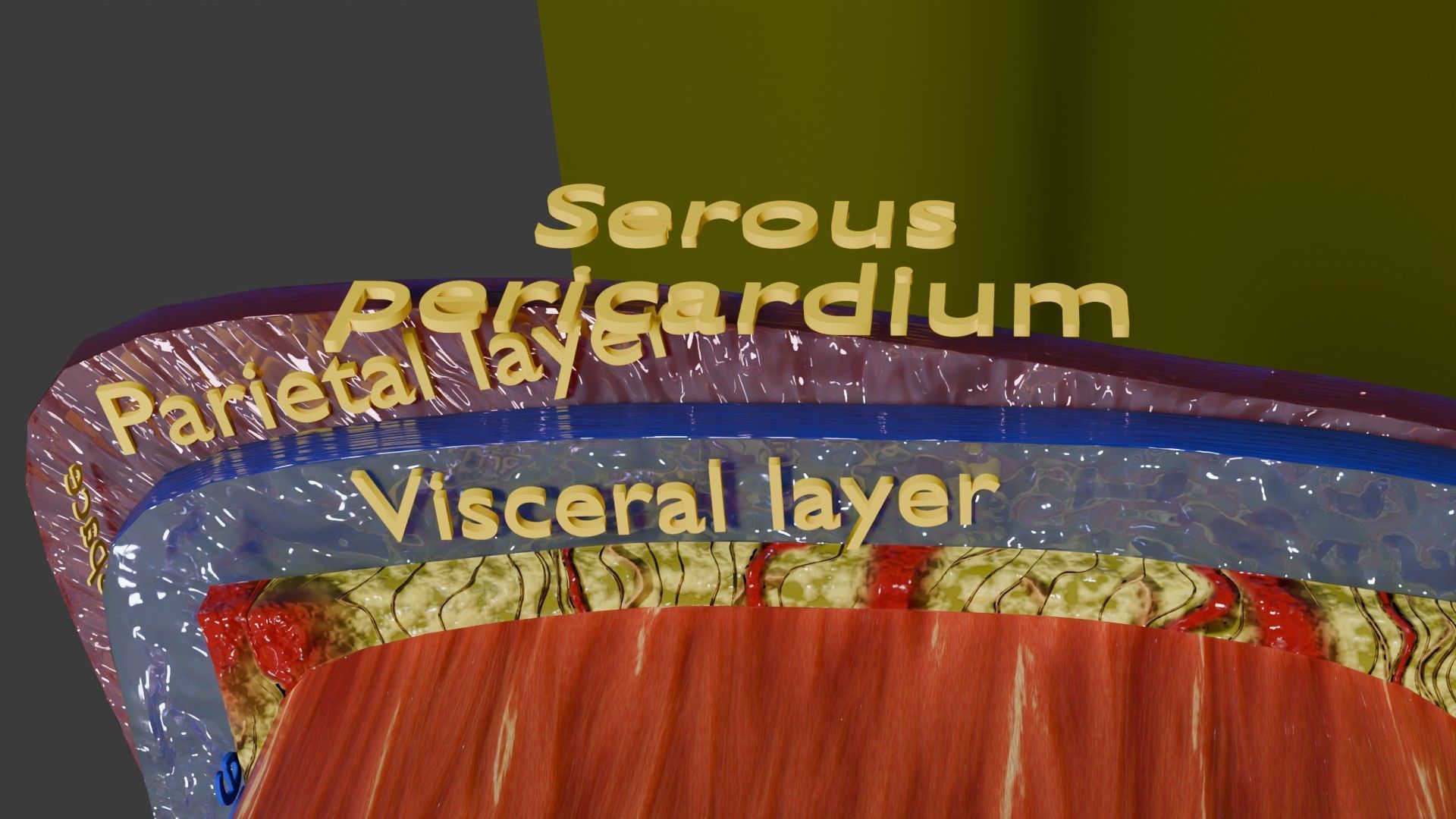 Heart Cardiac Wall Layers Low-poly 3D model_8