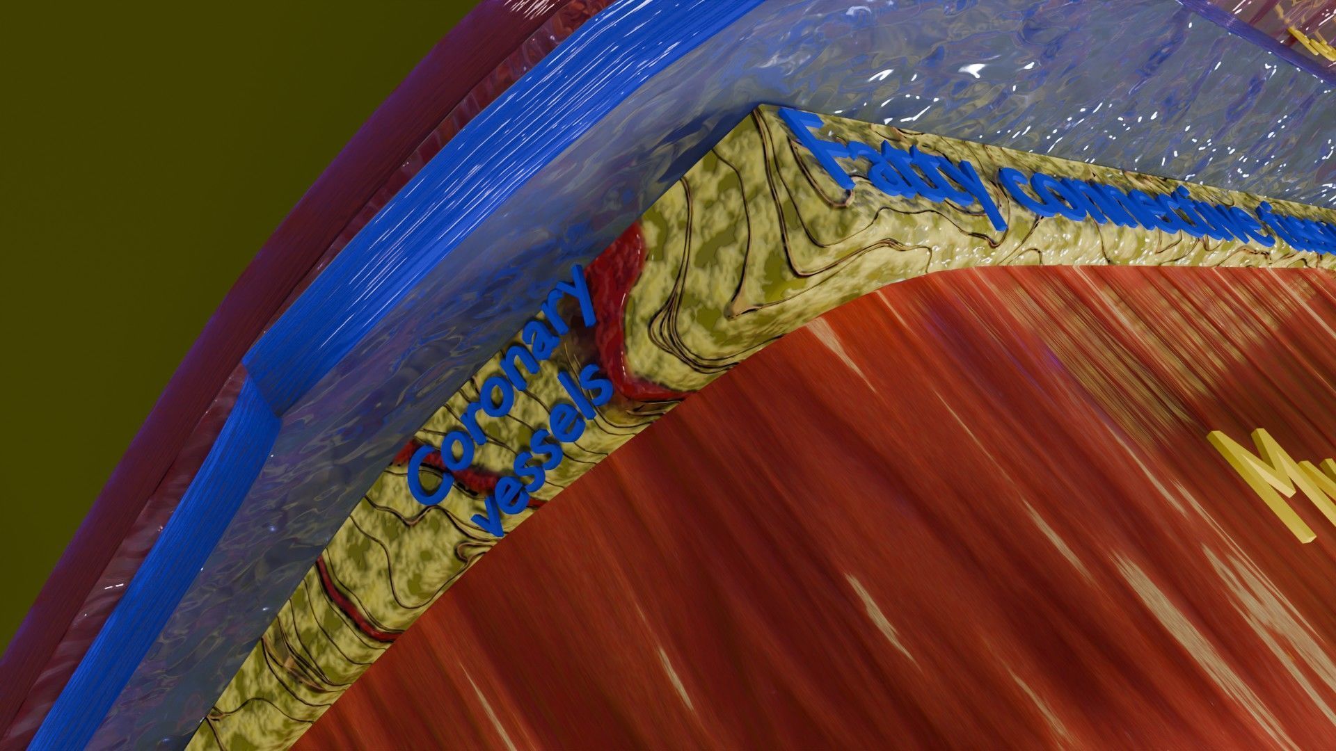 Heart Cardiac Wall Layers Low-poly 3D model_13