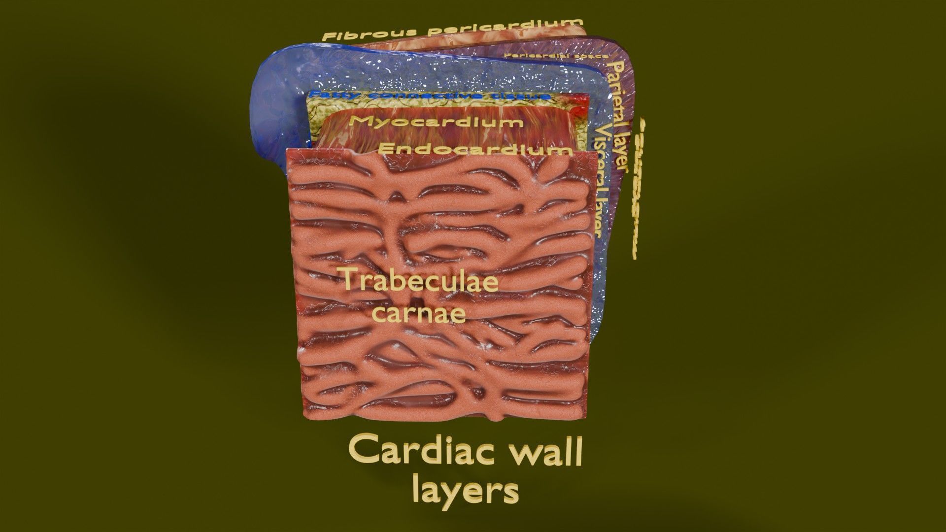 Heart Cardiac Wall Layers Low-poly 3D model_1