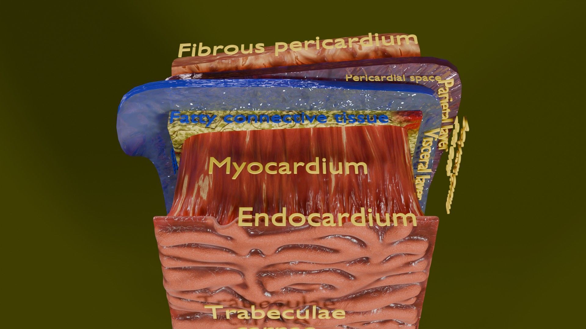 Heart Cardiac Wall Layers Low-poly 3D model_12