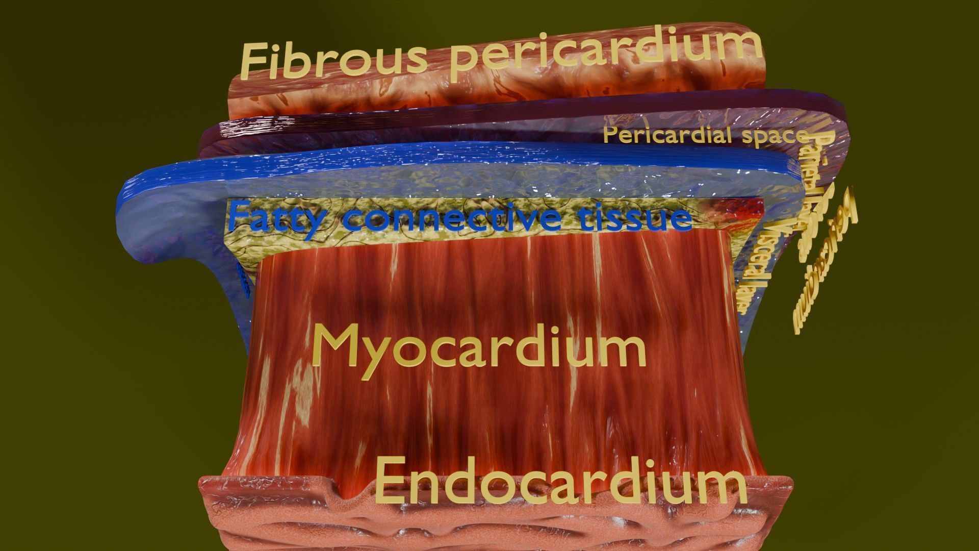 Heart Cardiac Wall Layers Low-poly 3D model_11