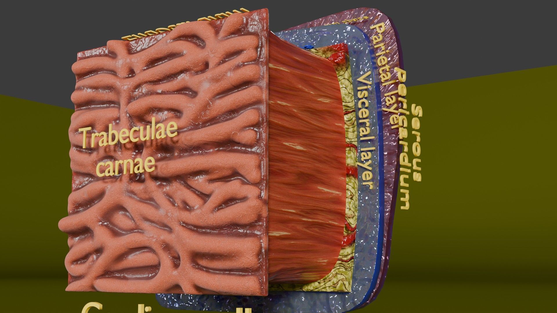 Heart Cardiac Wall Layers Low-poly 3D model_6