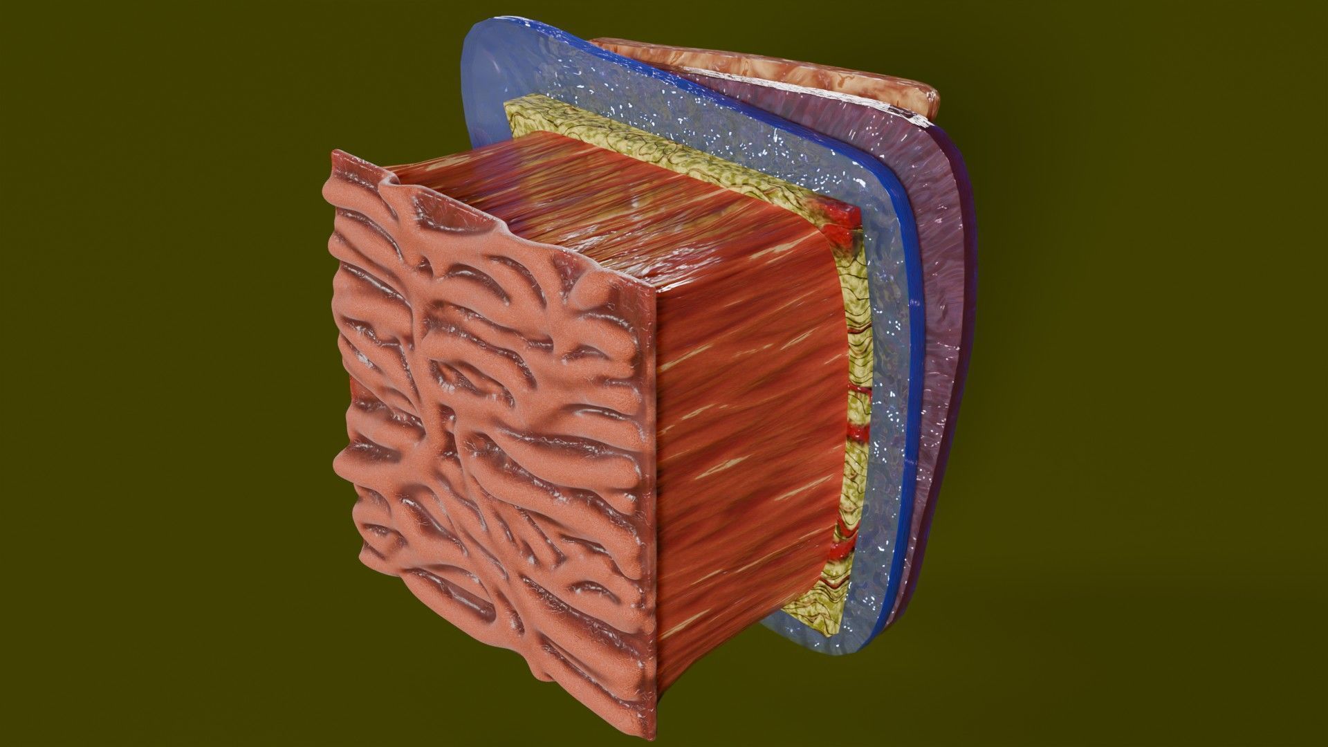 Heart Cardiac Wall Layers Low-poly 3D model_18