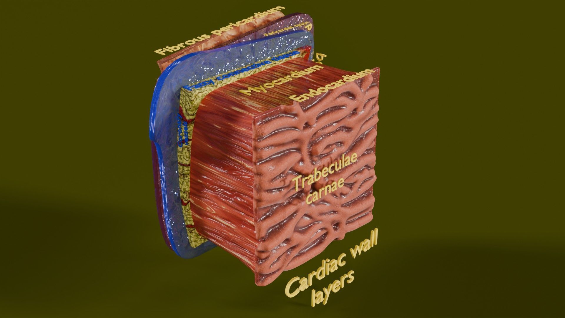 Heart Cardiac Wall Layers Low-poly 3D model_2