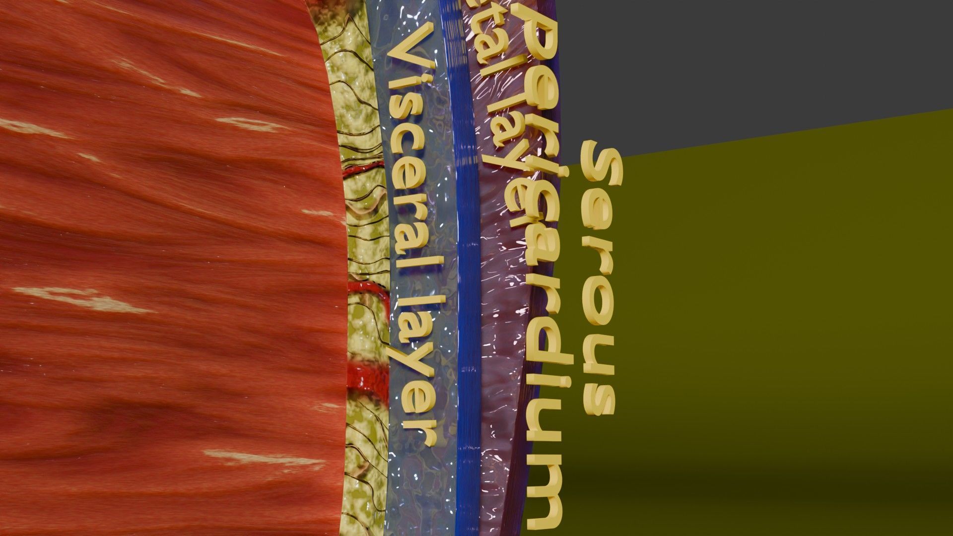 Heart Cardiac Wall Layers Low-poly 3D model_7