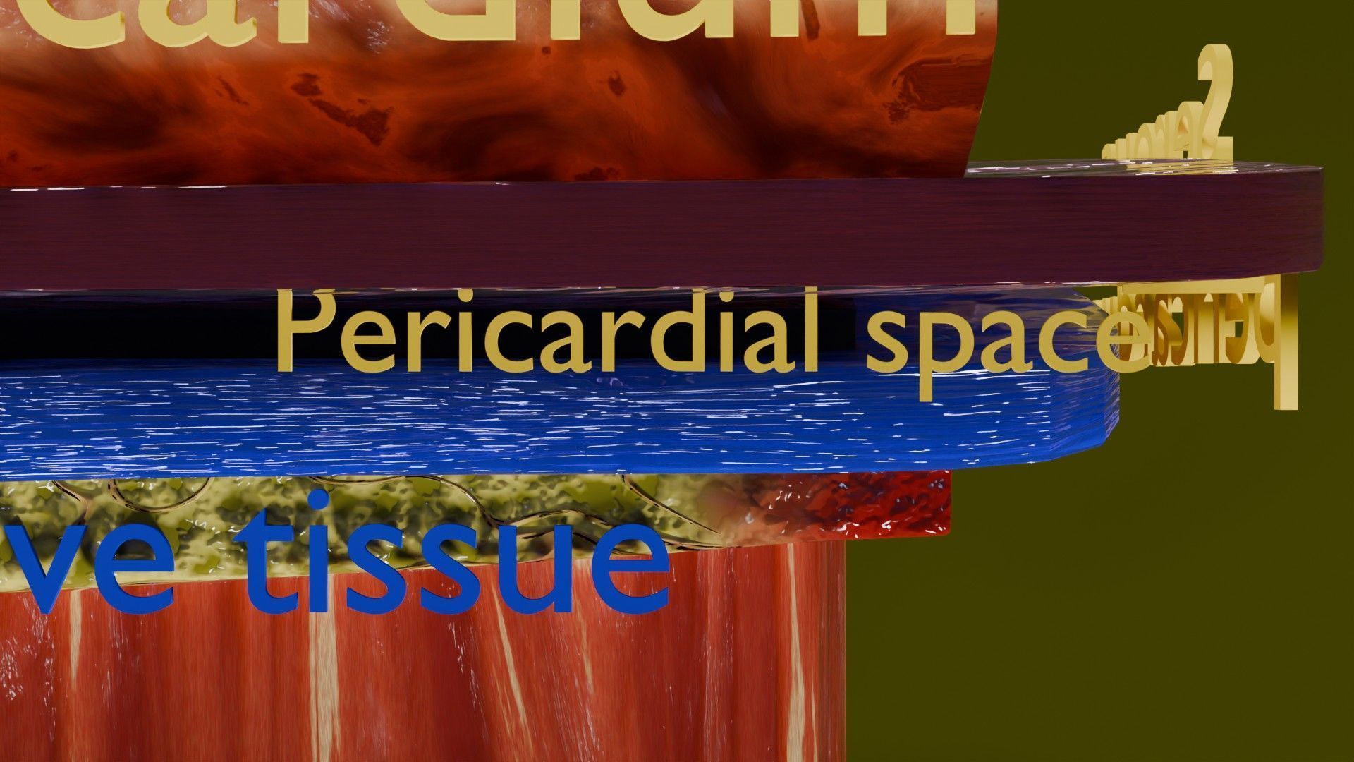 Heart Cardiac Wall Layers Low-poly 3D model_14