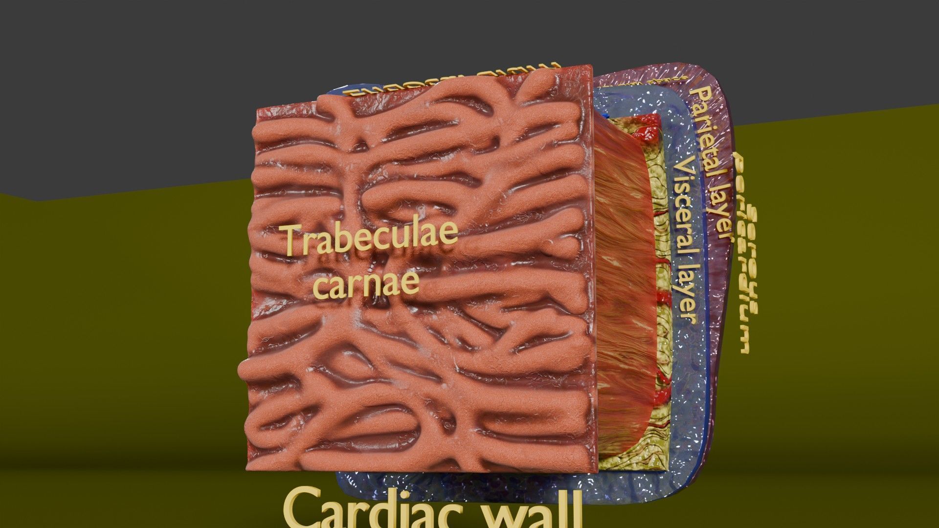 Heart Cardiac Wall Layers Low-poly 3D model_4