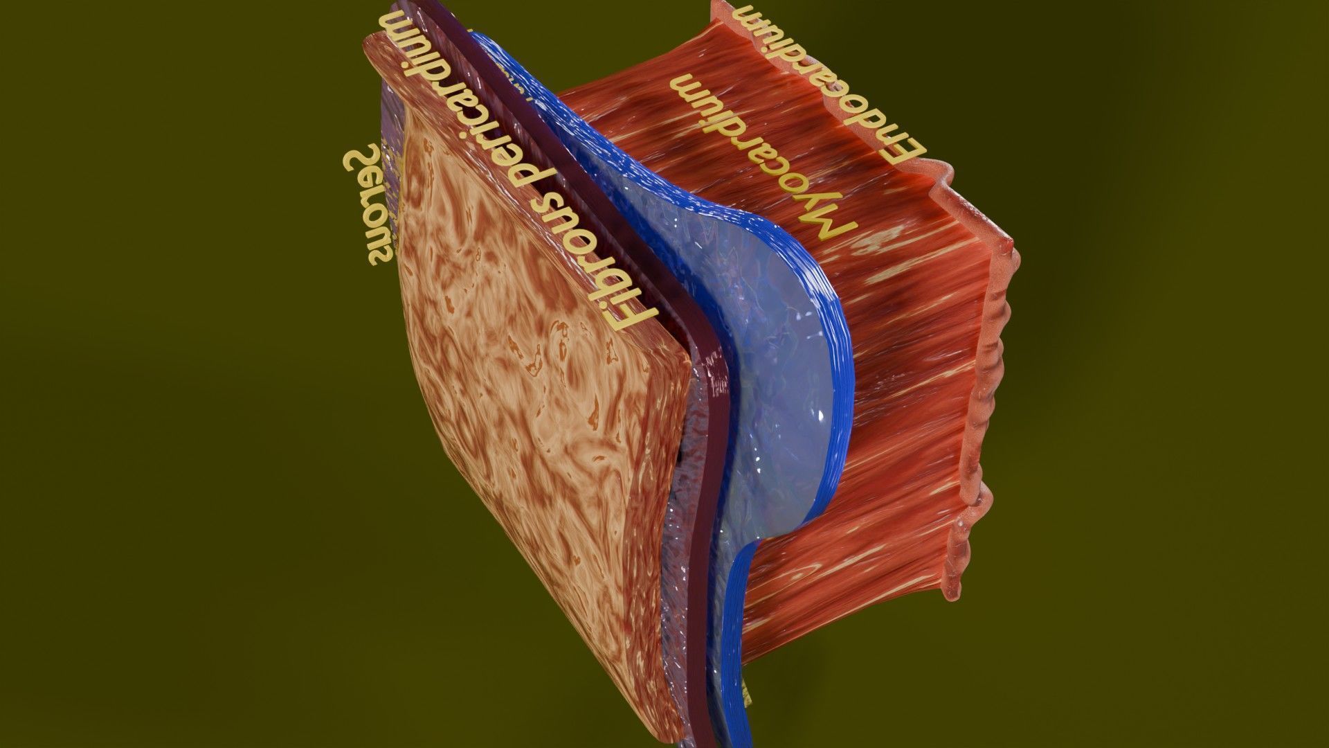 Heart Cardiac Wall Layers Low-poly 3D model_16
