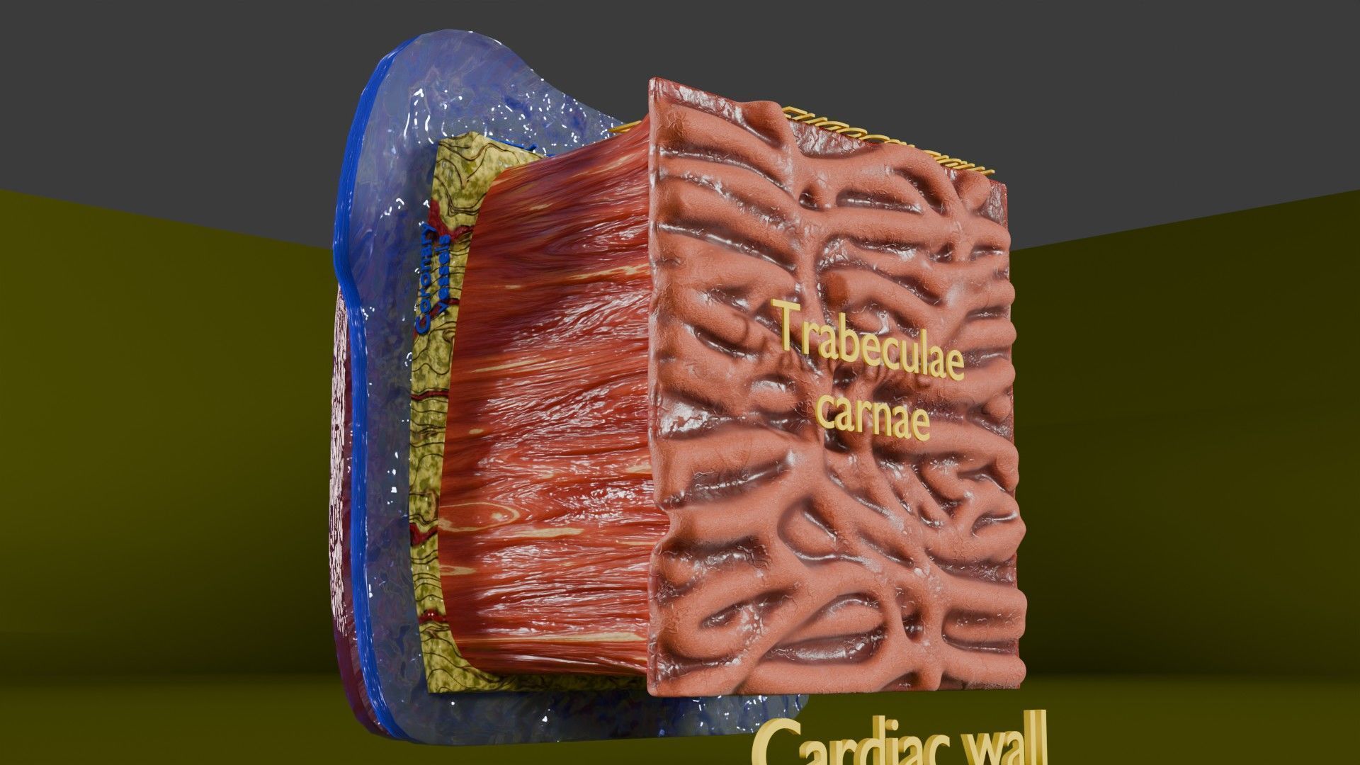 Heart Cardiac Wall Layers Low-poly 3D model_3