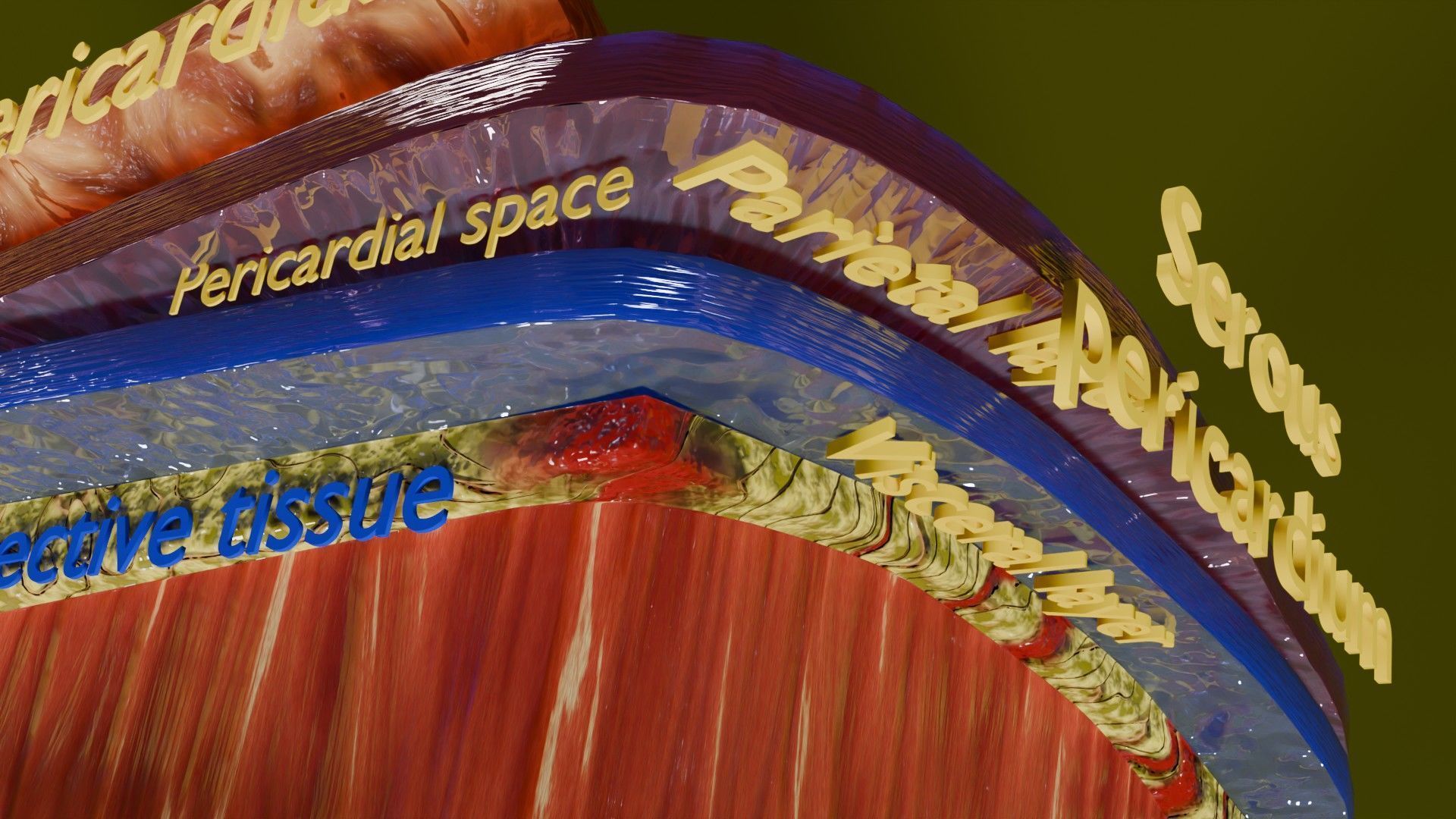 Heart Cardiac Wall Layers Low-poly 3D model_10