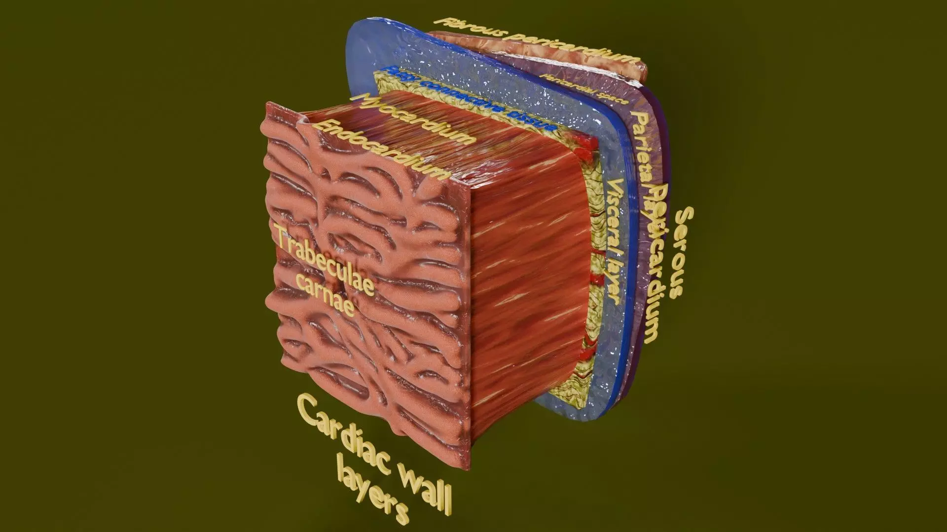 Heart Cardiac Wall Layers Low-poly 3D model_0